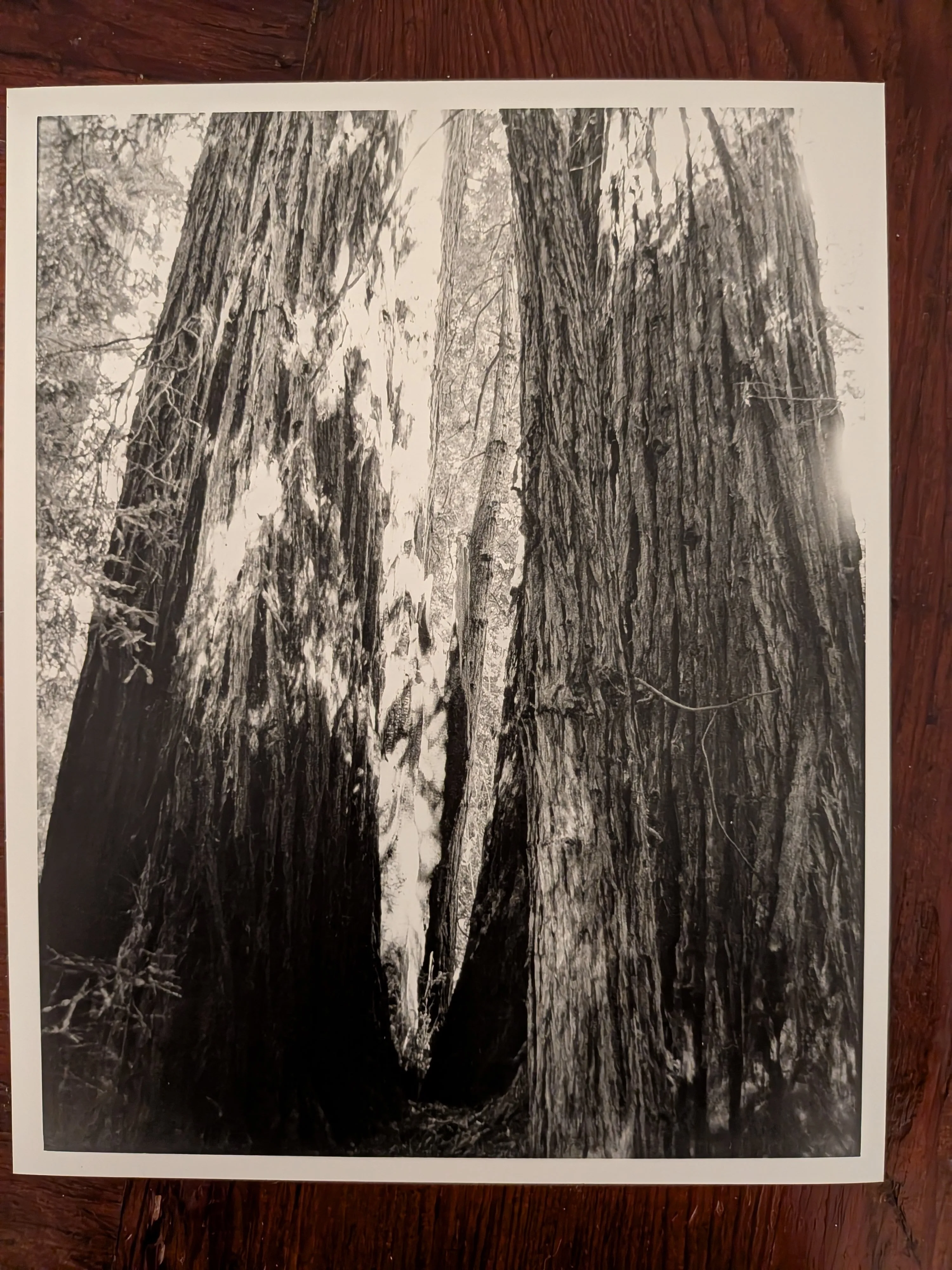Muir Woods, vertical orientation