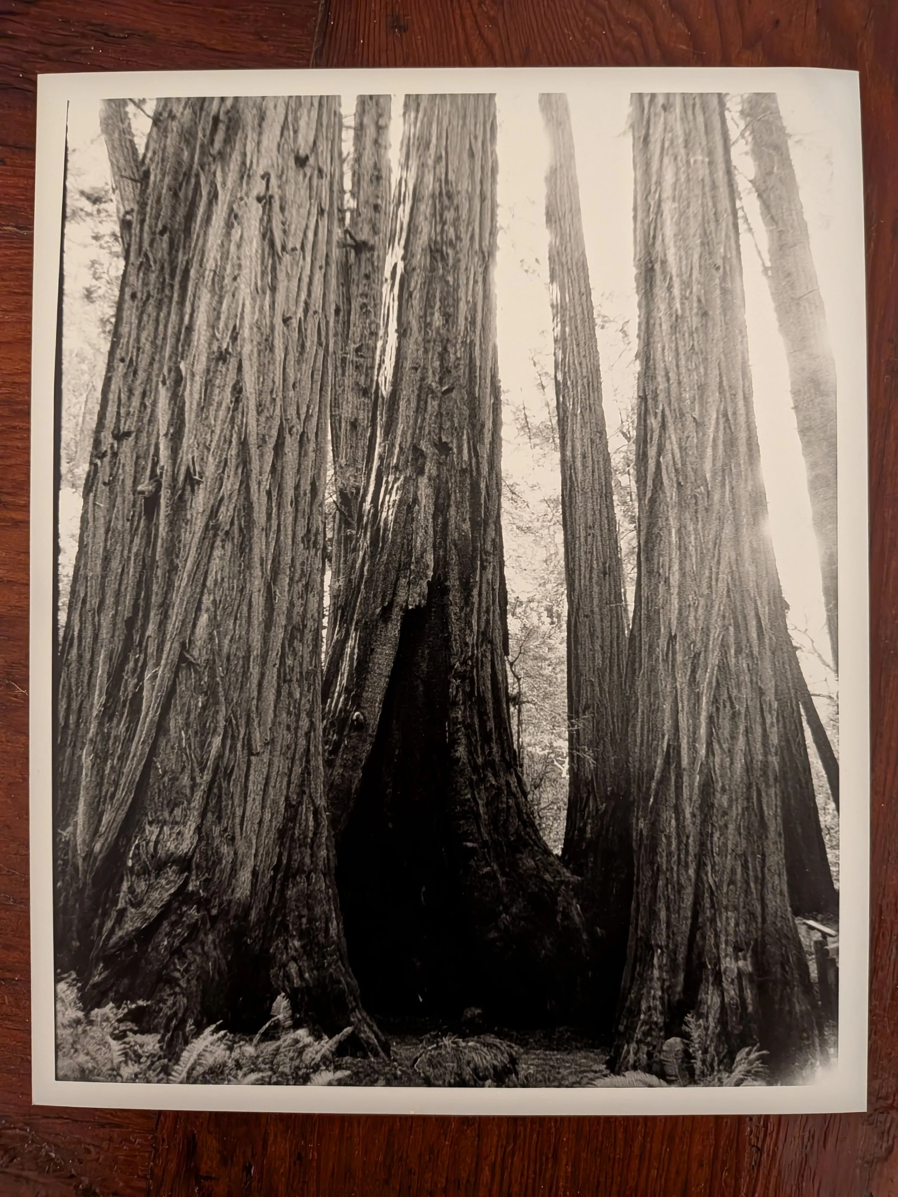 Muir Woods, vertical orientation